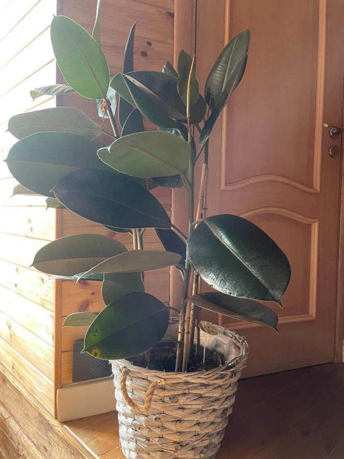 Stebuklas Coliving VNO Kültér fotó